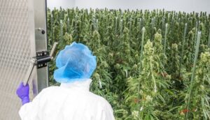 GMP-Certified Cannabis Production in Africa