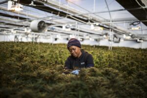 South African cannabis sector